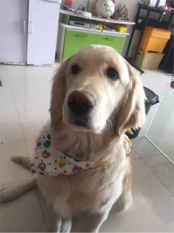 只要做好这些，狗狗换完毛会更漂亮