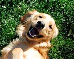 只要做好这些，狗狗换完毛会更漂亮