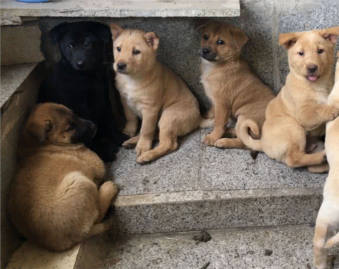 挑幼狗妙招，打算买狗的家长，不要错过了!