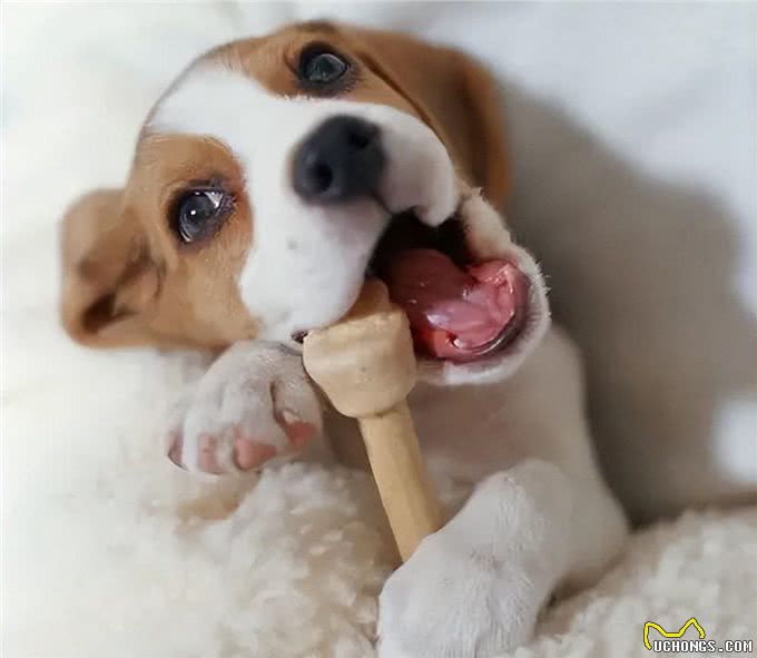 挑幼狗妙招，打算买狗的家长，不要错过了!