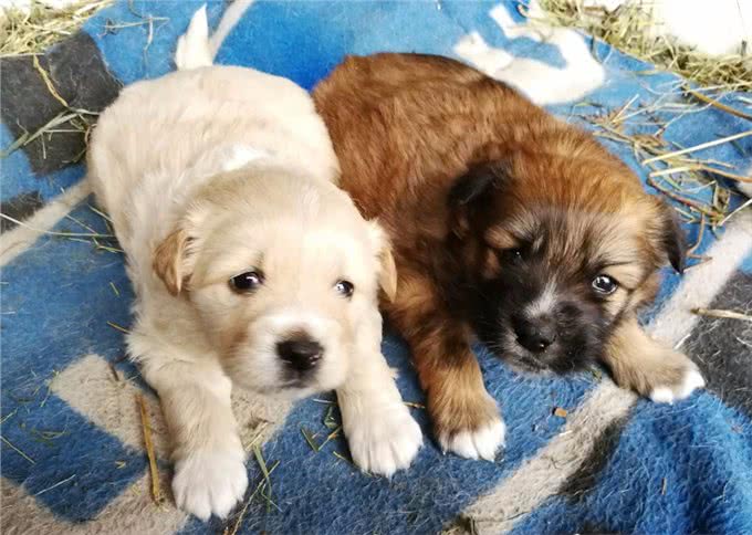 挑幼狗妙招，打算买狗的家长，不要错过了!