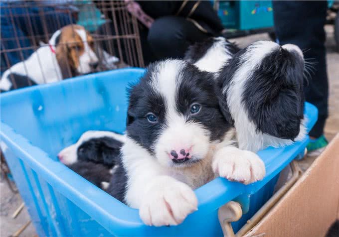挑幼狗妙招，打算买狗的家长，不要错过了!