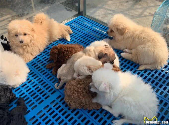 挑幼狗妙招，打算买狗的家长，不要错过了!