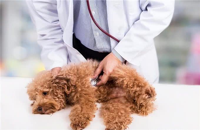 挑幼狗妙招，打算买狗的家长，不要错过了!