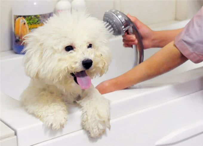 挑幼狗妙招，打算买狗的家长，不要错过了!