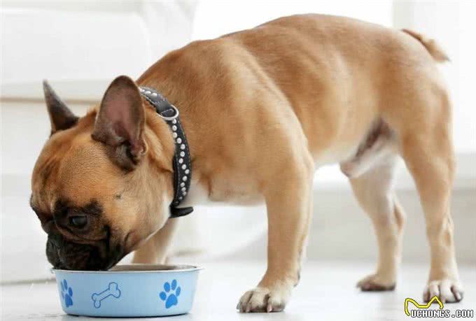 挑幼狗妙招，打算买狗的家长，不要错过了!