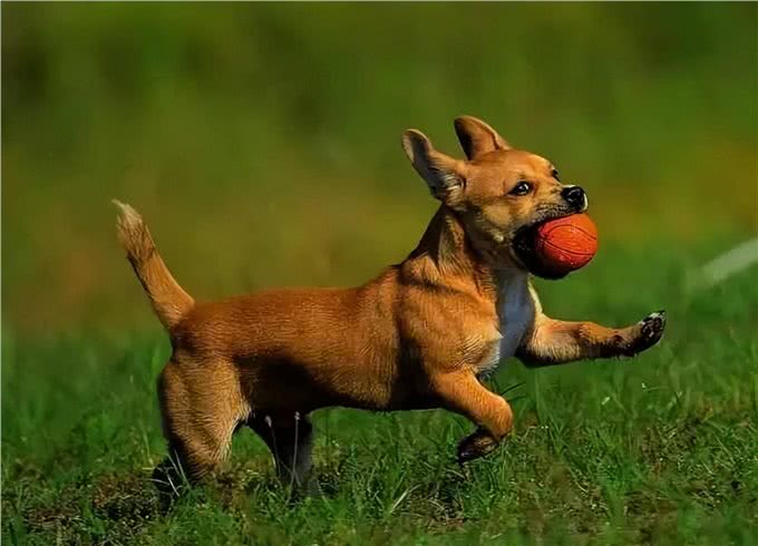 挑幼狗妙招，打算买狗的家长，不要错过了!