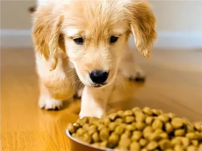 挑幼狗妙招，打算买狗的家长，不要错过了!