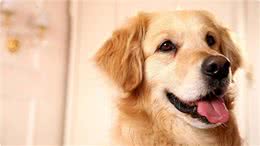 3大超级友好的狗狗品种，你知道吗?