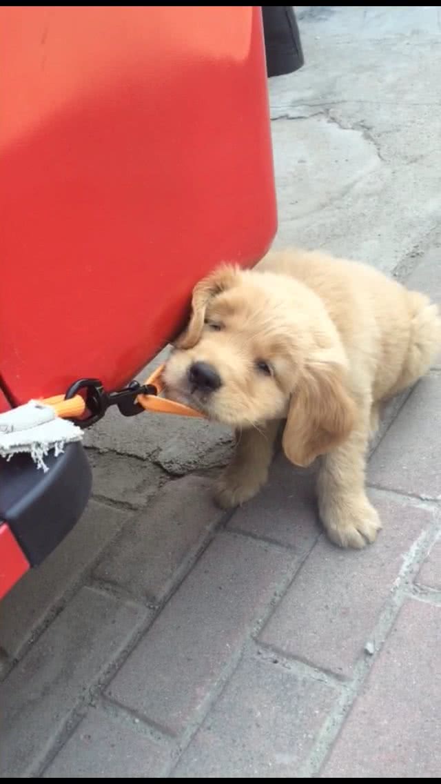 狗狗不是什么牵引绳都能用的哦