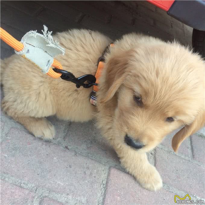 狗狗不是什么牵引绳都能用的哦