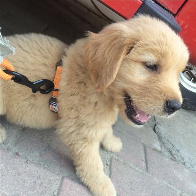 狗狗不是什么牵引绳都能用的哦