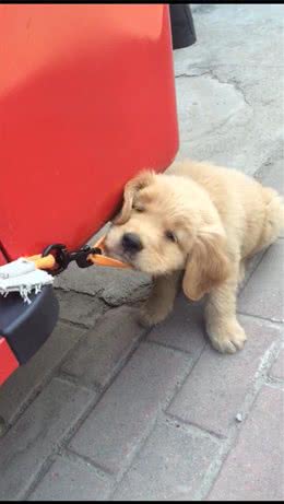 狗狗不是什么牵引绳都能用的哦