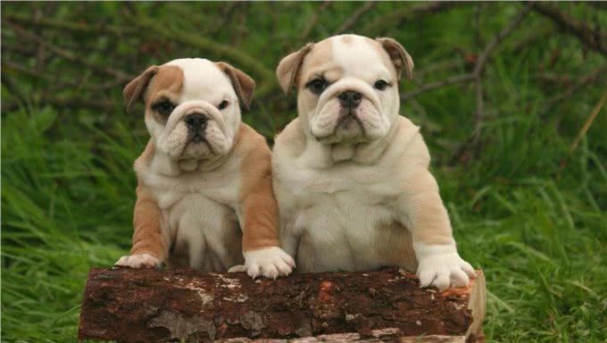 憨厚的壮汉!英国斗牛犬