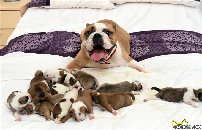 憨厚的壮汉!英国斗牛犬