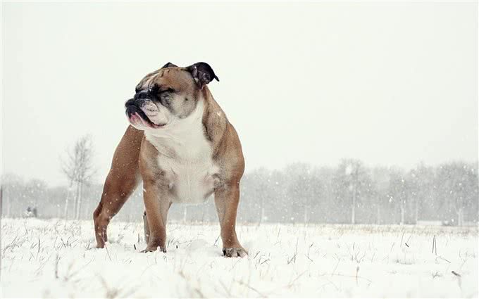 憨厚的壮汉!英国斗牛犬