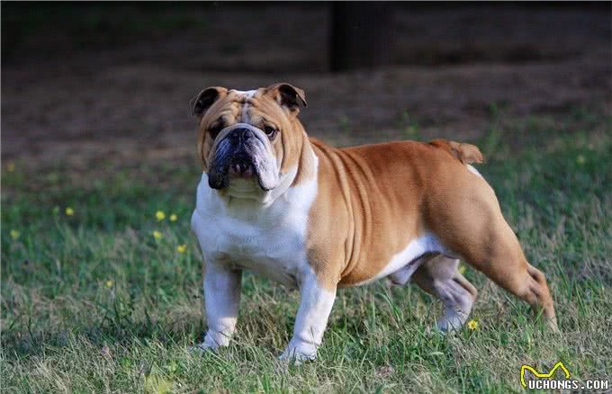 憨厚的壮汉!英国斗牛犬