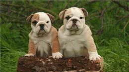 憨厚的壮汉!英国斗牛犬