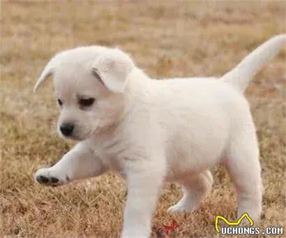 狗狗情绪有方向开心右摇尾,难过左摇尾,你知道其中奥秘吗?