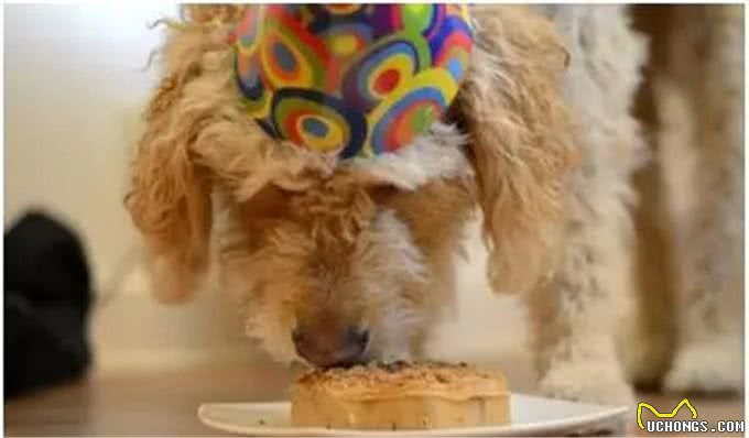 狗狗厌食?3个方法教你对症下药!