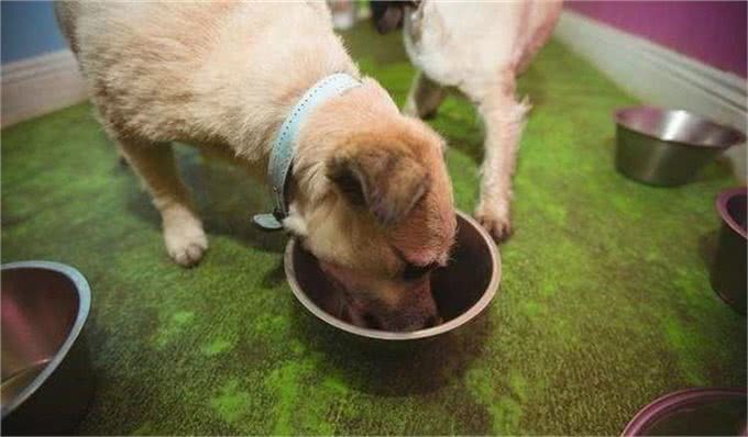 狗狗厌食?3个方法教你对症下药!
