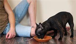 狗狗厌食?3个方法教你对症下药!