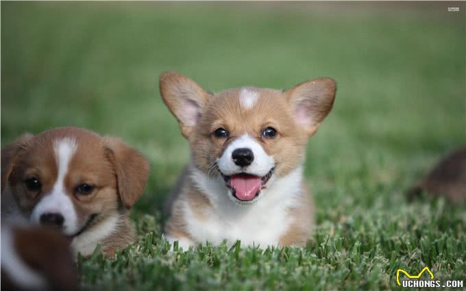 这件事可能会引起爱宠物过度肥胖,我们应当注意