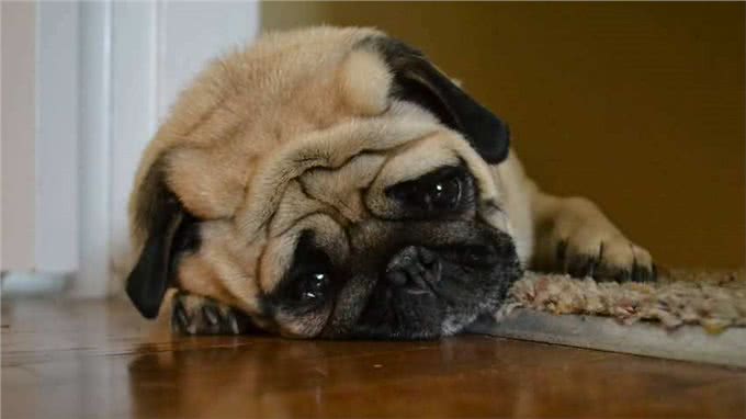 这件事可能会引起爱宠物过度肥胖,我们应当注意