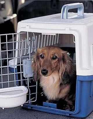 各位铲屎官看看狗狗航空托运，需要注意些什么?