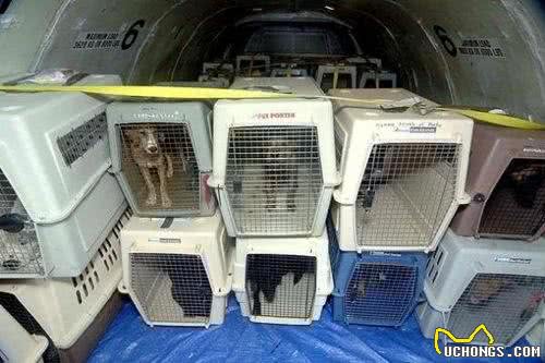各位铲屎官看看狗狗航空托运，需要注意些什么?