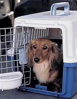 各位铲屎官看看狗狗航空托运，需要注意些什么?