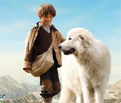 白色情人节，送你一朵棉花糖—大白熊犬