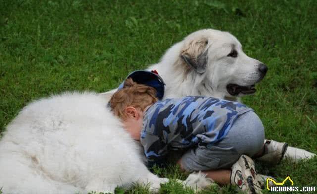 白色情人节，送你一朵棉花糖—大白熊犬
