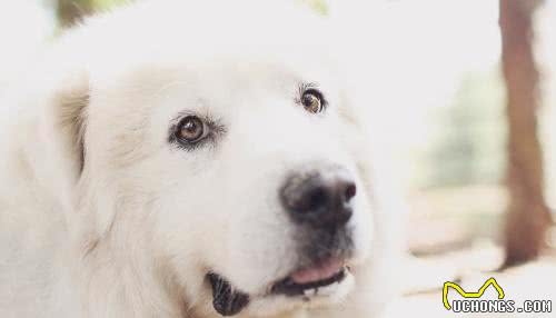 白色情人节，送你一朵棉花糖—大白熊犬