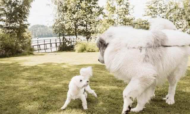 白色情人节，送你一朵棉花糖—大白熊犬