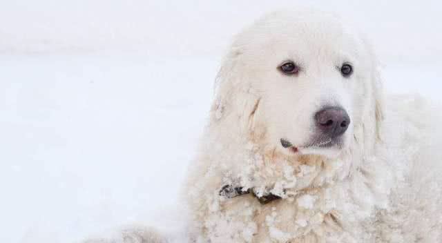 白色情人节，送你一朵棉花糖—大白熊犬
