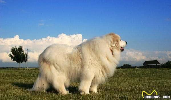 白色情人节，送你一朵棉花糖—大白熊犬