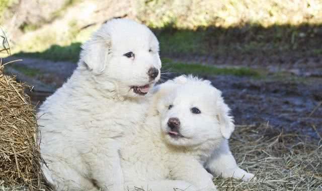 白色情人节，送你一朵棉花糖—大白熊犬