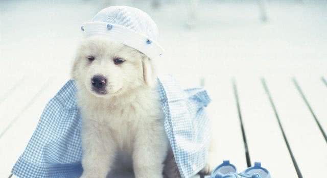 白色情人节，送你一朵棉花糖—大白熊犬