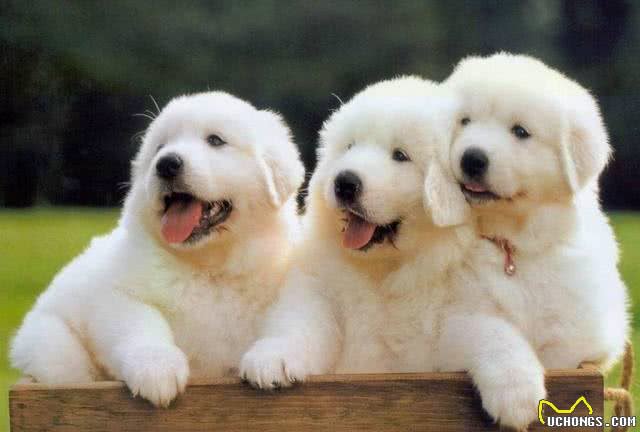 白色情人节，送你一朵棉花糖—大白熊犬
