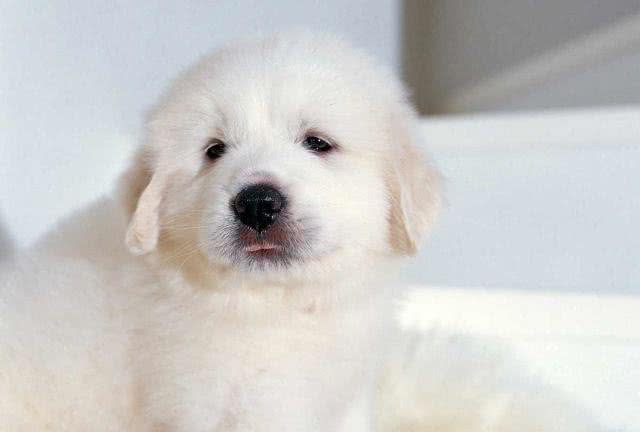 白色情人节，送你一朵棉花糖—大白熊犬