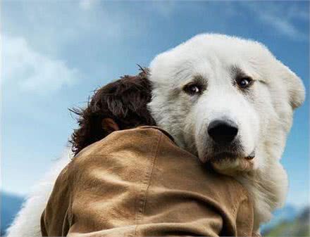 白色情人节，送你一朵棉花糖—大白熊犬