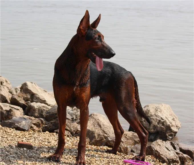 狗中黑老大莱州红!