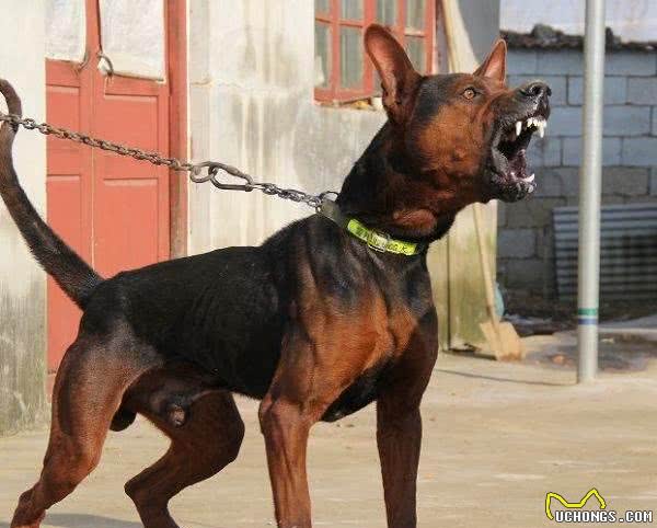 狗中黑老大莱州红!