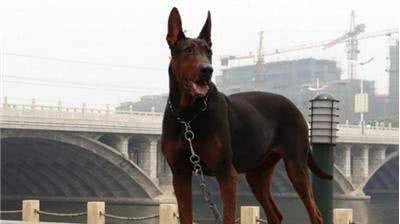 狗中黑老大莱州红!