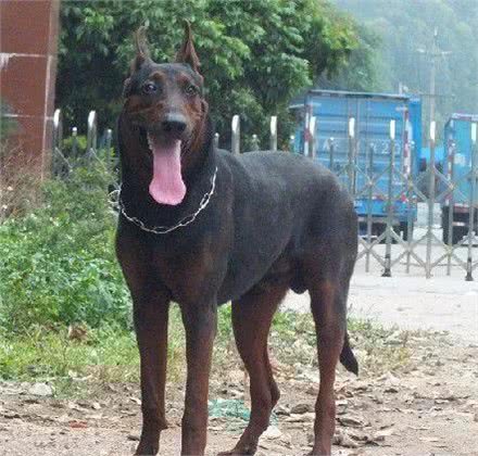 狗中黑老大莱州红!