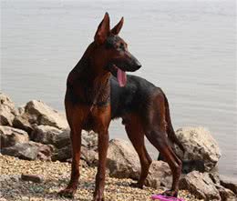 狗中黑老大莱州红!