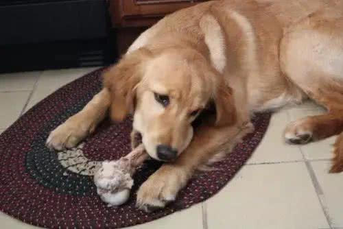 狗狗为啥对骨头情有独钟，没肉也不放过?