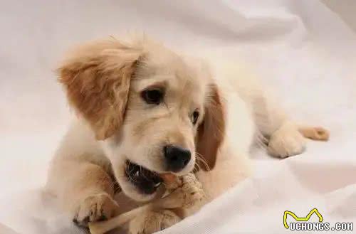 狗狗为啥对骨头情有独钟，没肉也不放过?