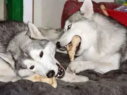 狗狗为啥对骨头情有独钟，没肉也不放过?